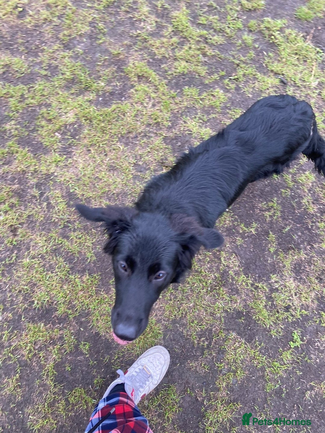 Mixed Breed dogs for sale: 6 month old Labrador german shepherd  - Image 5