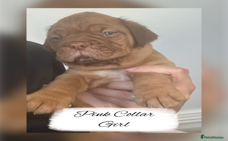Dogue De Bordeaux dogs - Advert 6