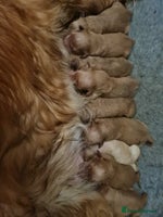 Golden Retriever dogs Fox Red Golden Retriever Puppies – KC Registered - Advert 2
