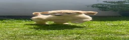 Labradoodle dogs for sale: Stunning Apricot & Cream Labradoodle Puppies 🐶 - Advert 19
