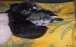 Siamese cats for sale: 🐾✨ White Siamese Maggir Became a Mum! ✨🐾 - Image 21