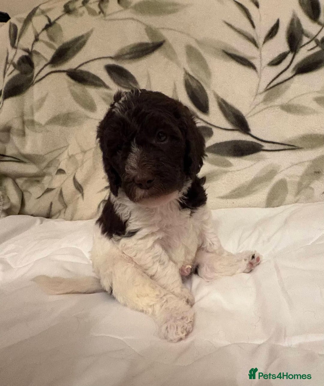 Labradoodle dogs for sale: Lovable F3B Parti Labeadoodle Puppies  - Advert 5