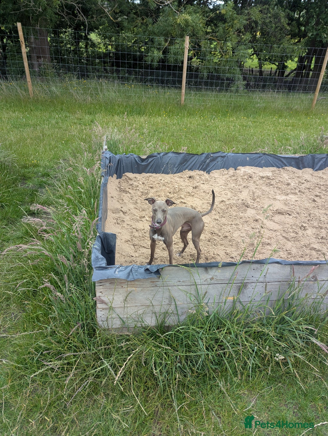 Italian Greyhound dogs for stud: Italian greyhound stud dog (proven) in Leeds - Advert 9