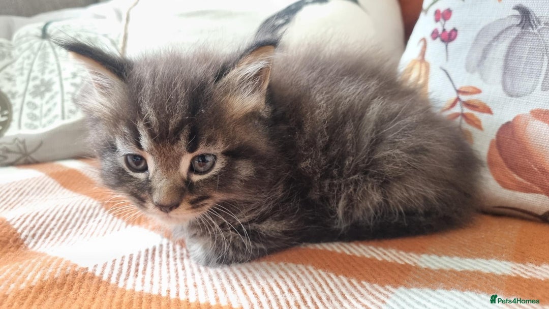 Mixed Breed cats for sale: Gorgeous Large Maine Coon Cross Kittens - Image 3