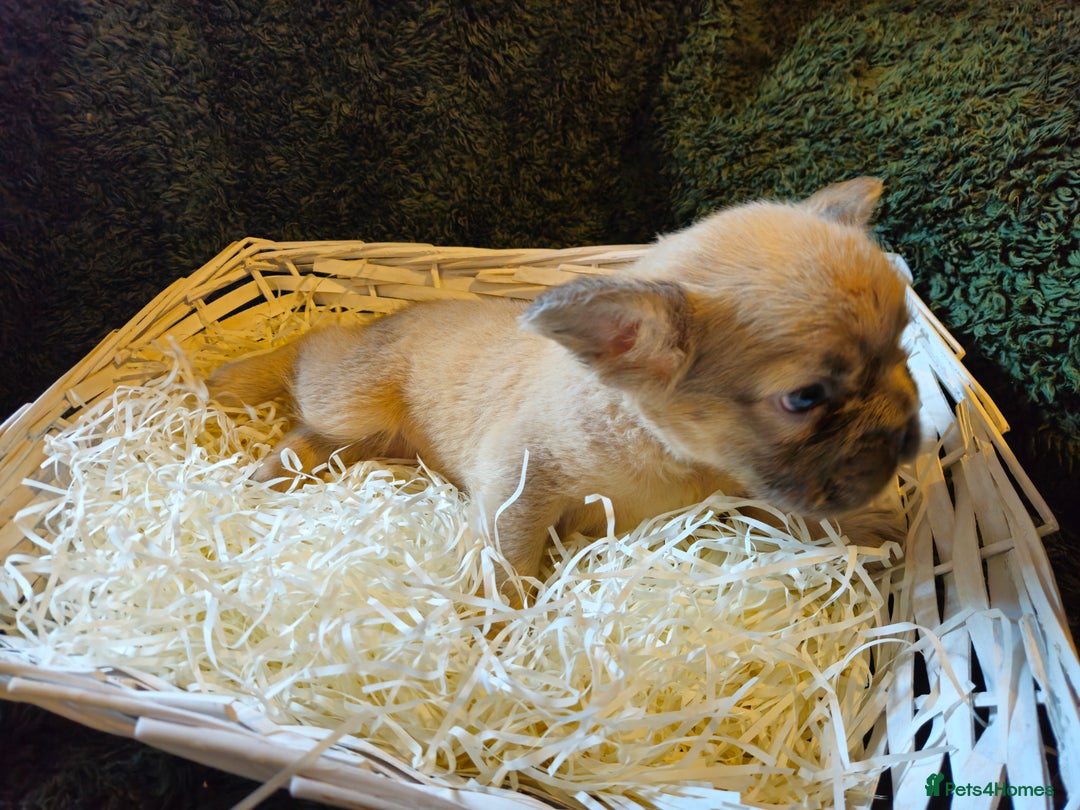 French Bulldog dogs for sale: KC French bulldogs READY FOR THEIR FOREVER HOME 💙 - Advert 21