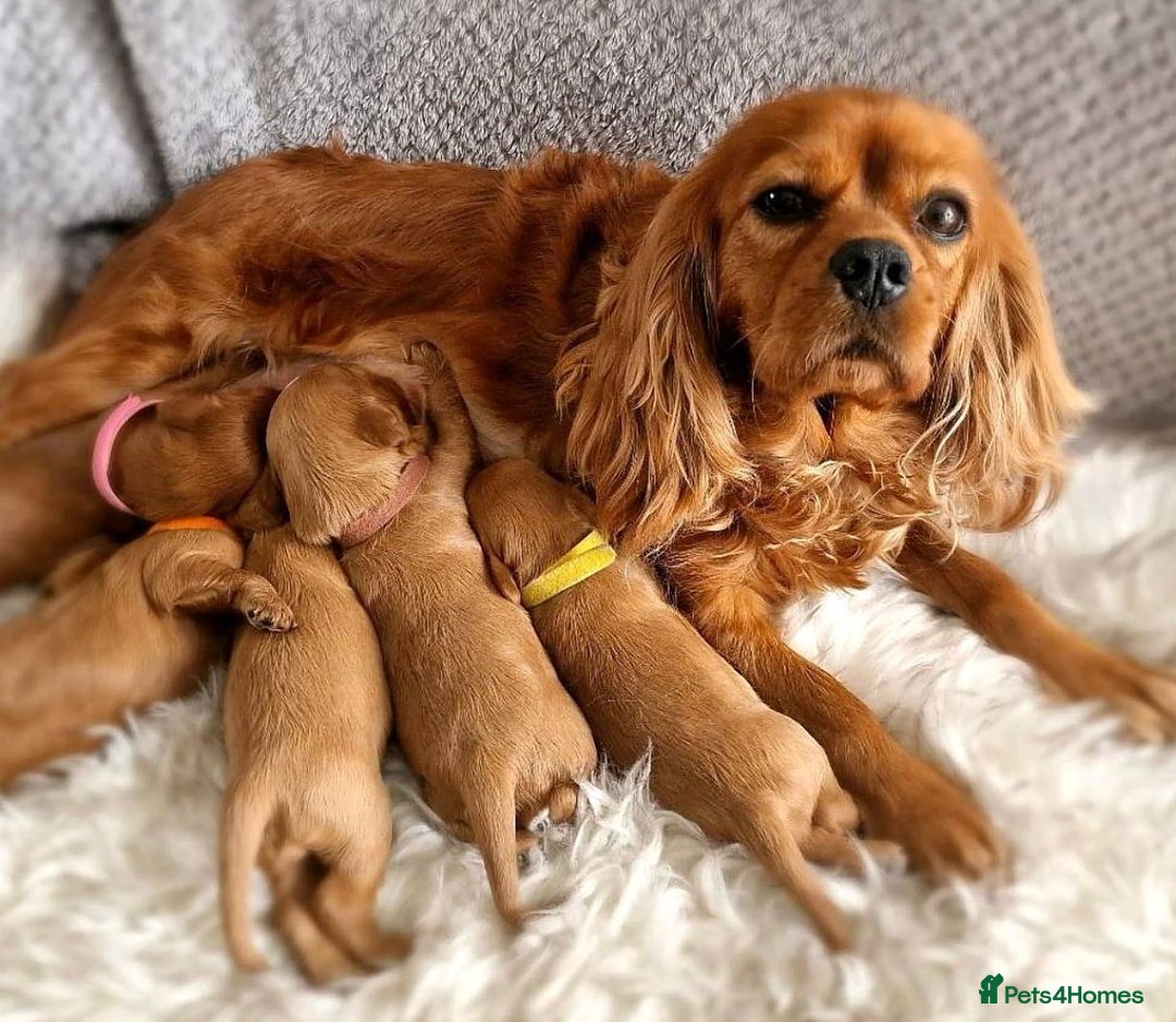 Cavapoo dogs for sale: Cavapoo puppies - Image 6