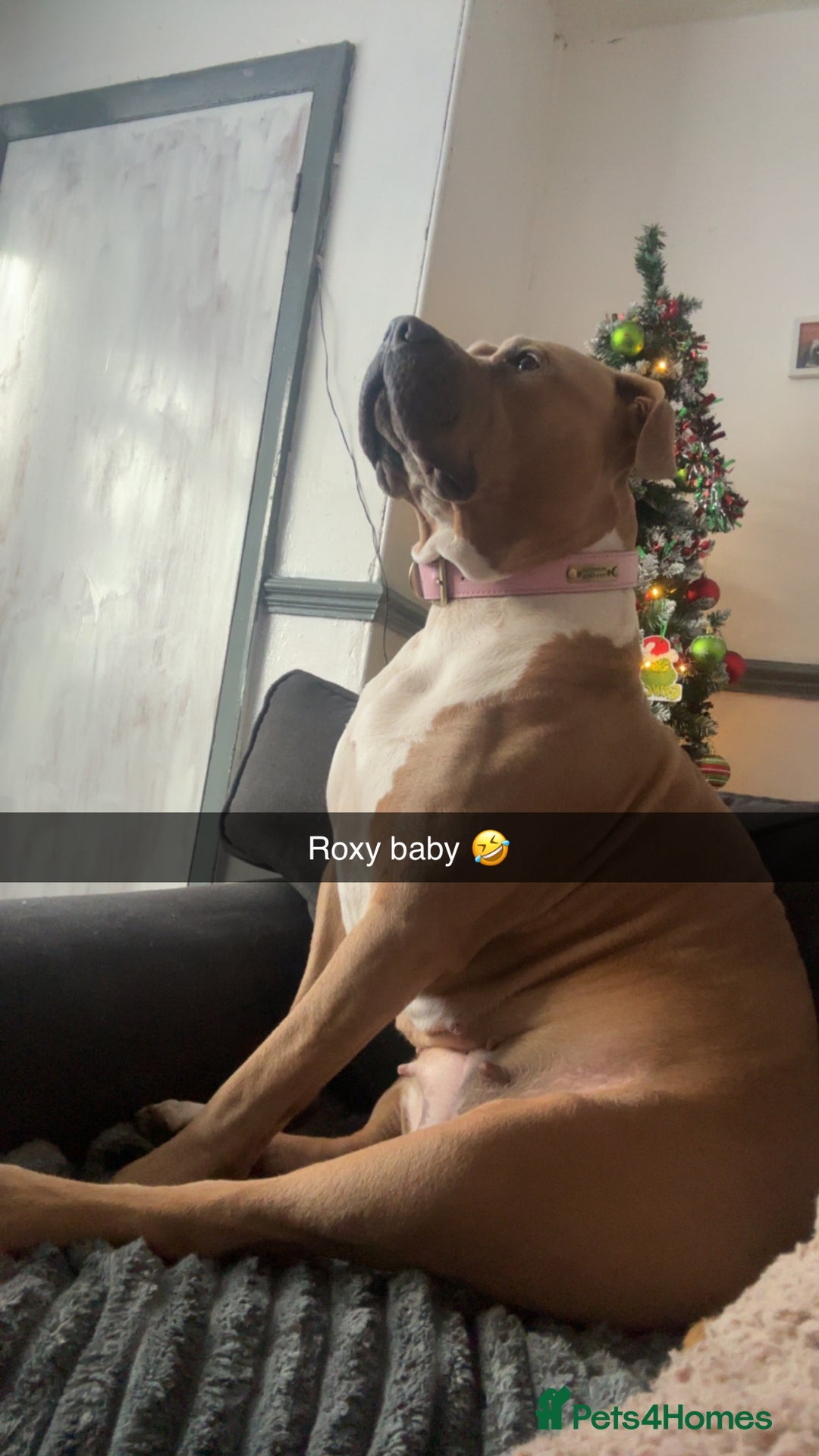 American Bulldog dogs for stud: Looking for a stud - Advert 2