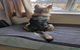 Shepsky dogs for adoption: 1 Year Old Super Friendly Shepsky Needs A New Home - Image 4