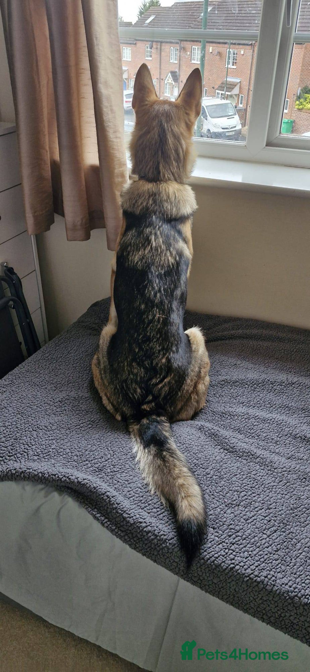 Shepsky dogs for adoption: 1 Year Old Super Friendly Shepsky Needs A New Home - Image 4