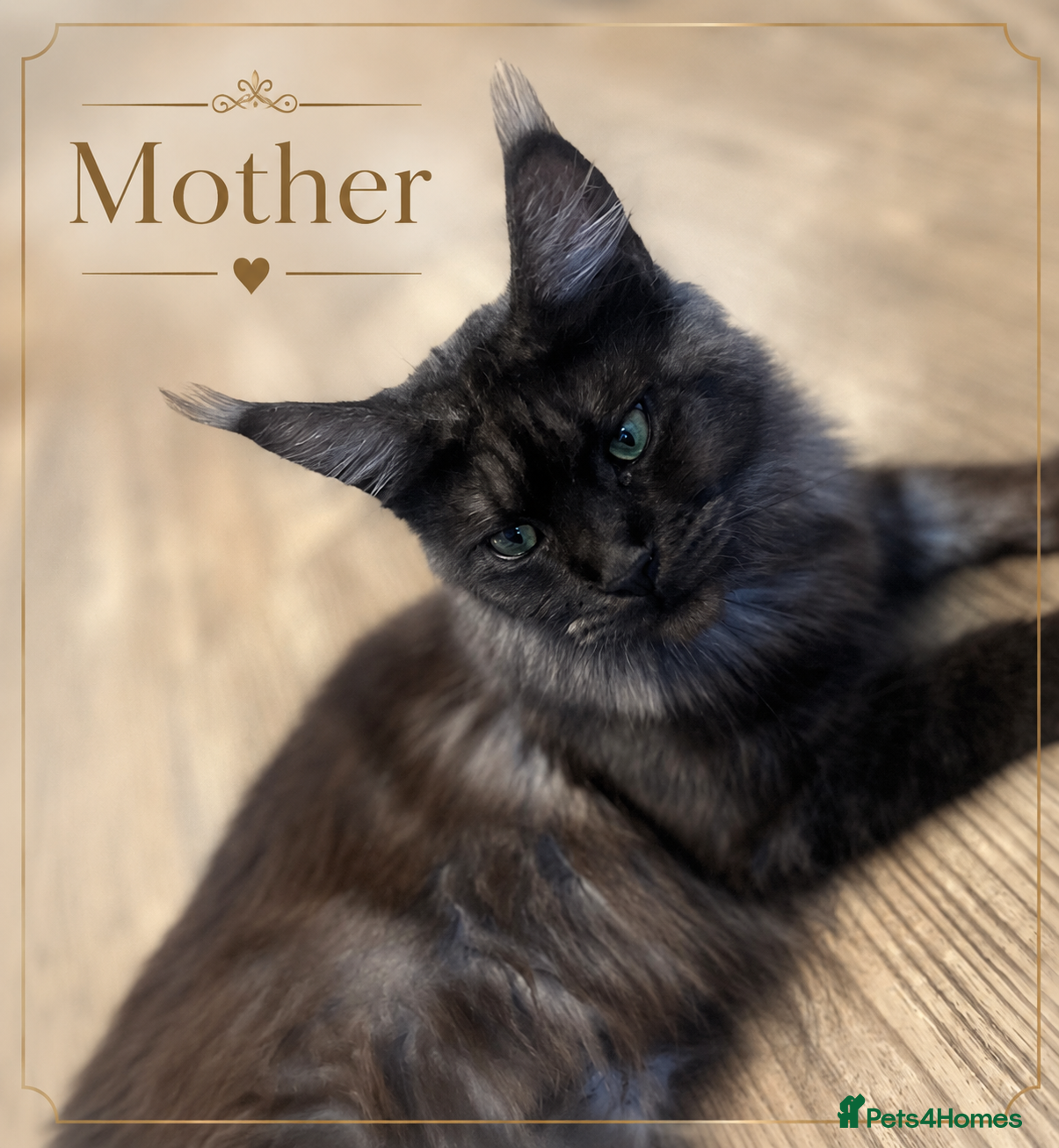 Maine Coon cats 🖤 Rare Black Smoke Pedigree Girls 🖤 Only 2 Left! - Advert 1