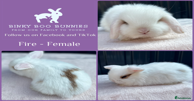 Mini Lop rabbits - Advert 12