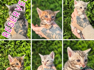 Bengal cats - Advert 30