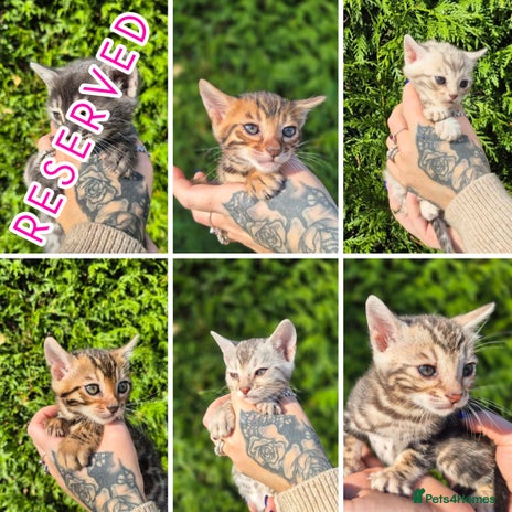 Bengal cats - Advert 4