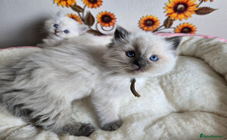 Ragdoll cats - Advert 2