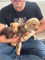 Labrador Retriever dogs - Advert 4
