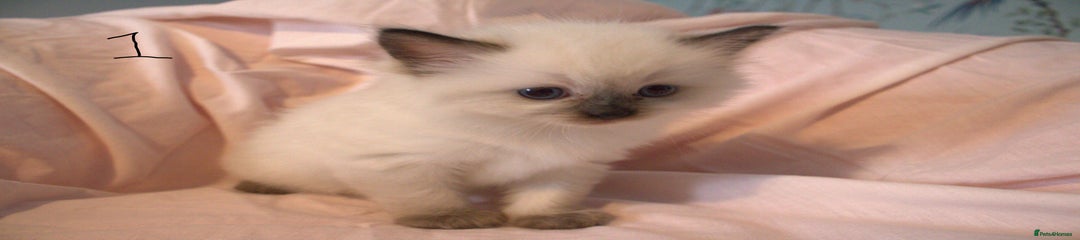 Ragdoll Kitten 1