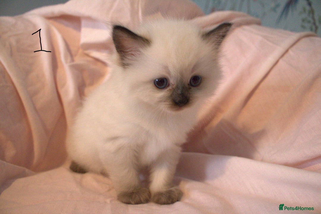 Ragdoll cats for sale: Ragdoll Kittens - Image 3