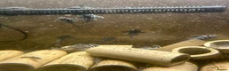 Plecos fish for sale: Zebra plecos  - Advert 7