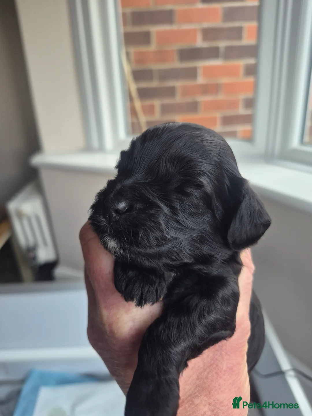 Cockapoo dogs for sale: Beautiful litter of 9 cockapoos in Newcastle upon Tyne - Advert 2