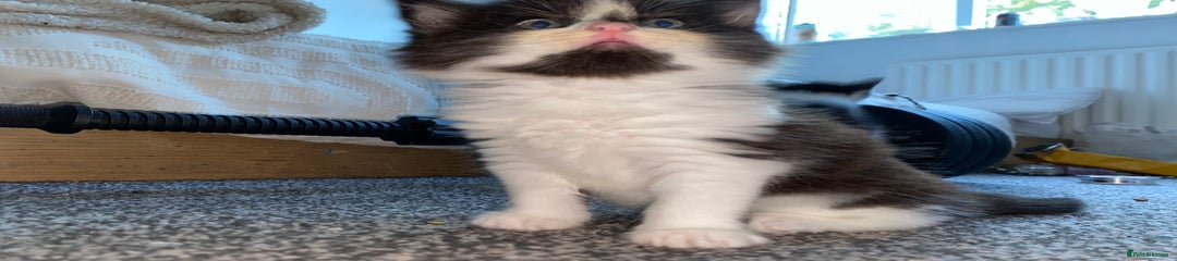 Mixed Breed Kitten 2