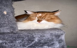 Persian cats for sale: Ginger big boy half Persian  - Image 3