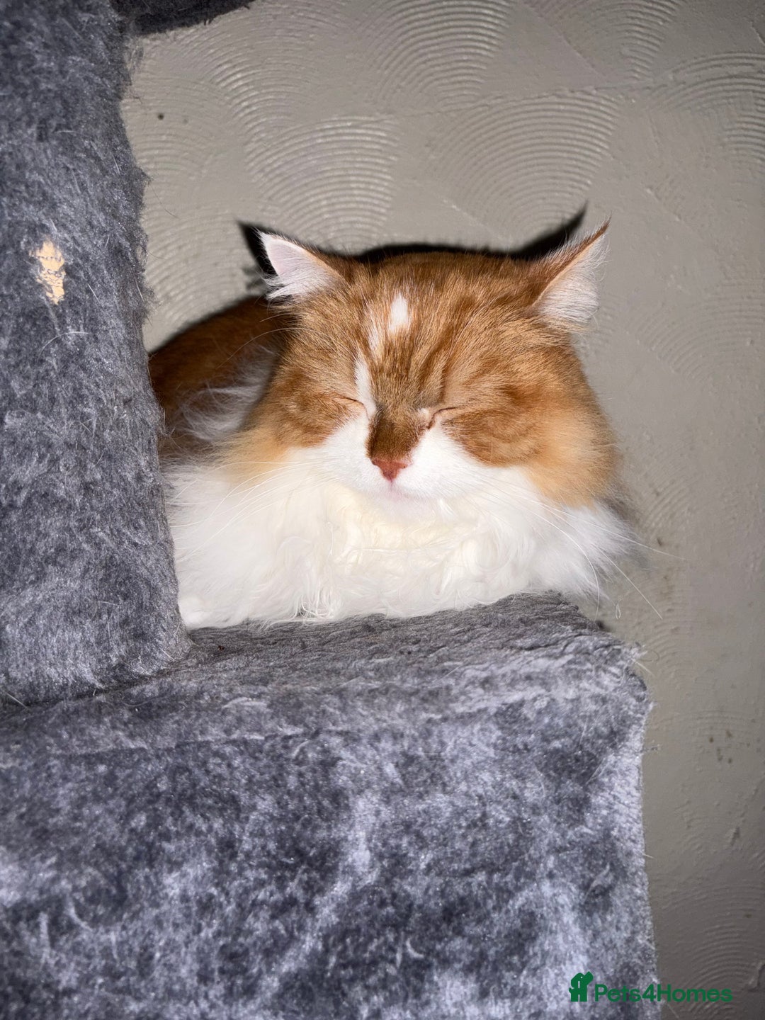 Persian cats for sale: Ginger big boy half Persian  - Image 3