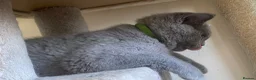 British Shorthair cats for sale: Championship line GCCF British Shorthair Kittens - Advert 28