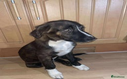 Border Collie dogs for sale: Border collie puppy’s for sale  - Image 1