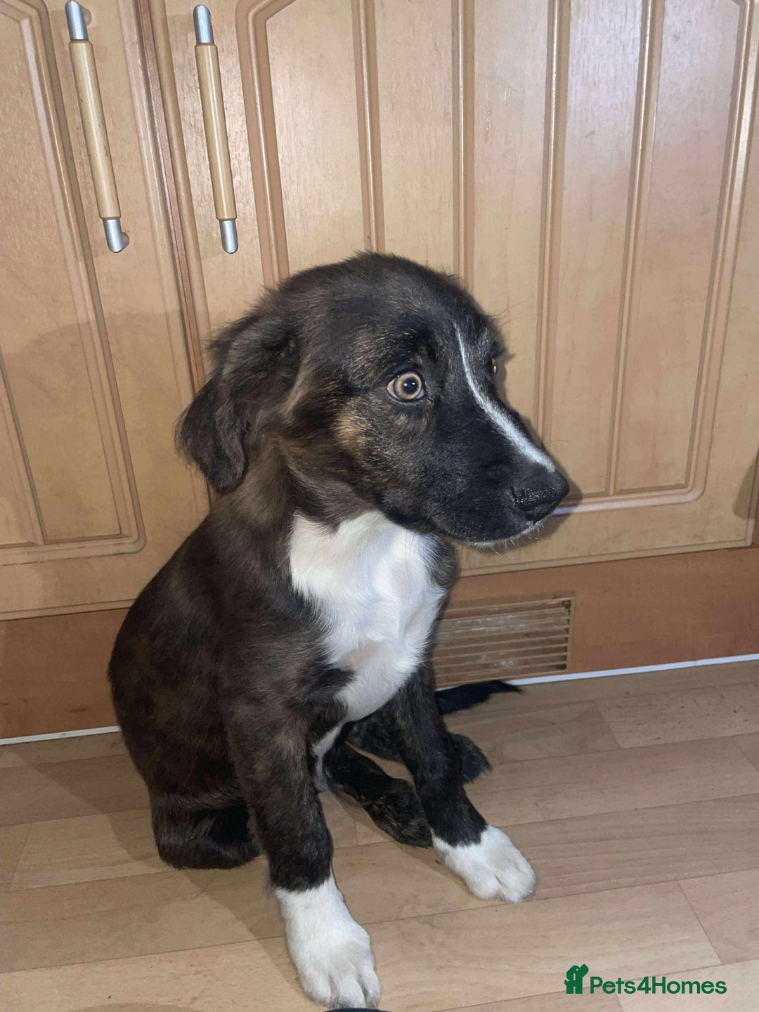 Border Collie dogs for sale: Border collie puppy’s for sale  - Image 1