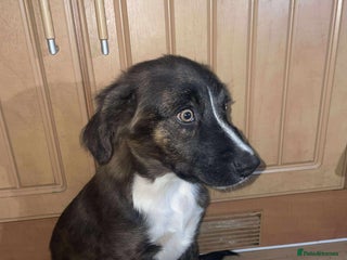 Border Collie dogs - Advert 24