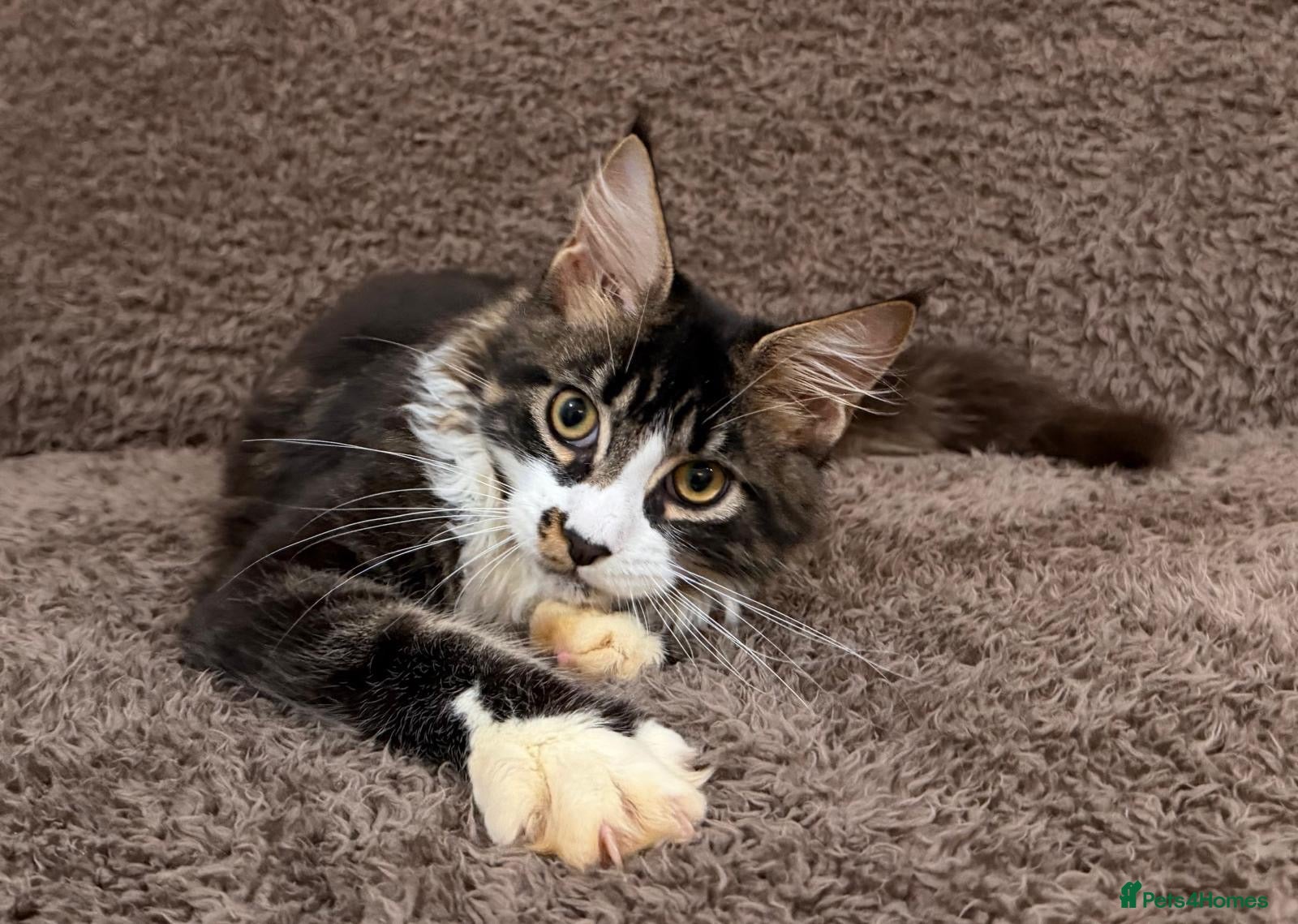 Maine Coon cats Ready for home pure bred maine coon kittens - Advert 11