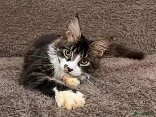 Maine Coon cats Ready for home pure bred maine coon kittens - Advert 11