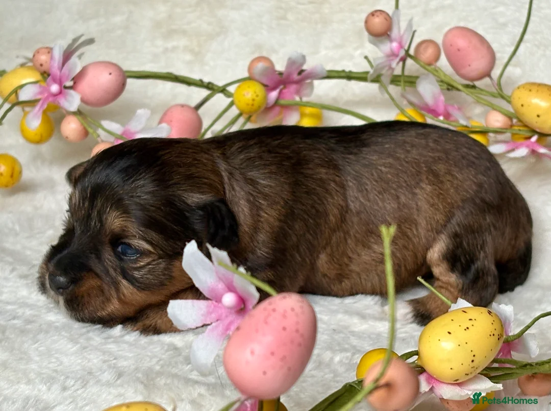 Miniature Schnauzer dogs for sale: Last KC Chocolate Parti Mini Schnauzer - Advert 12