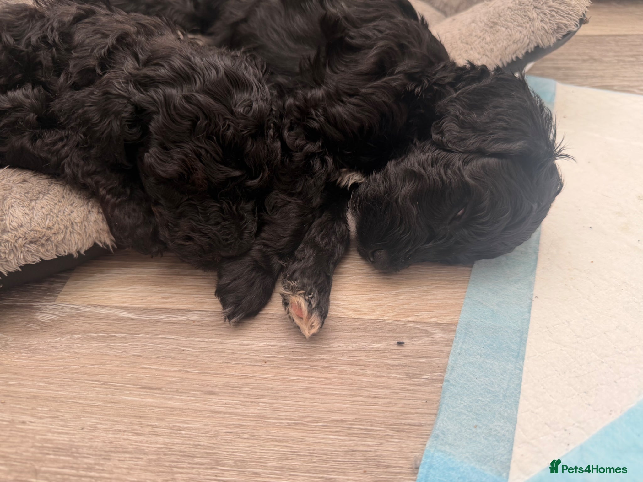 Mixed Breed dogs for sale: Jackapoo Puppies - Advert 14
