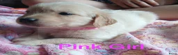 Golden Retriever dogs for sale: Beautiful Home Raised Golden Retriever Puppies - Advert 18