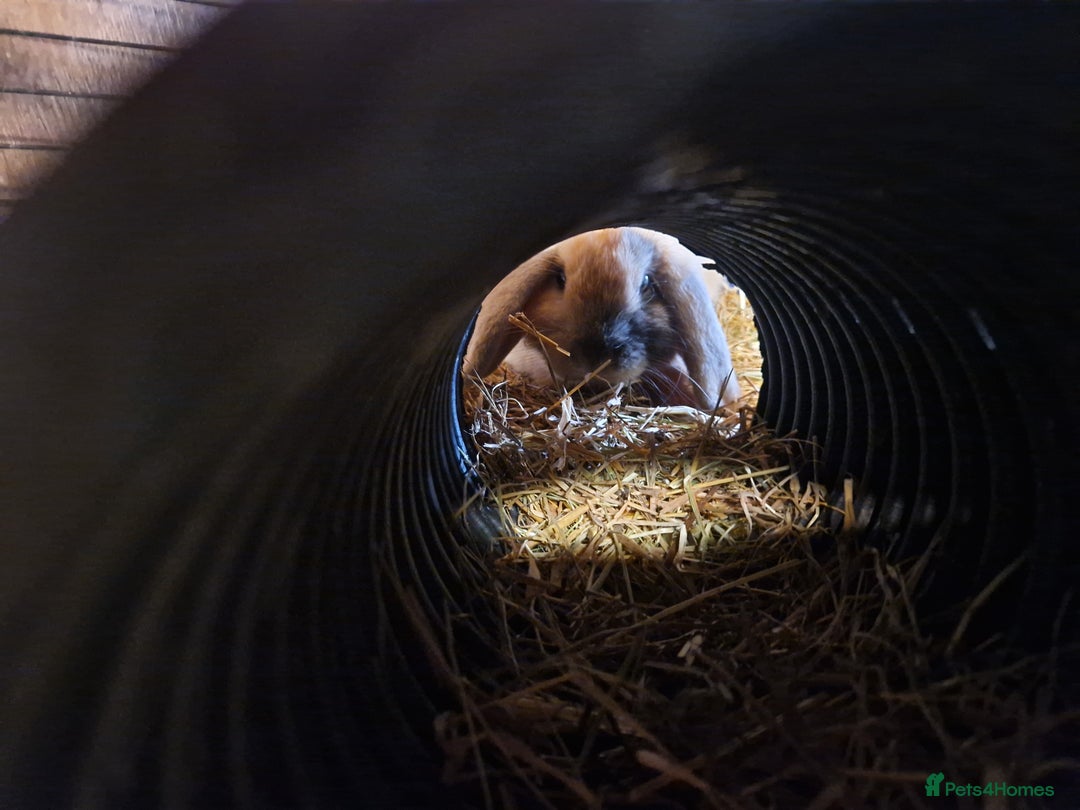 Mini Lop rabbits for sale: Purebred Mini Lop Babies in Bury - Image 5