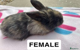 Mini Lop rabbits for sale: Mini lop  - Image 5