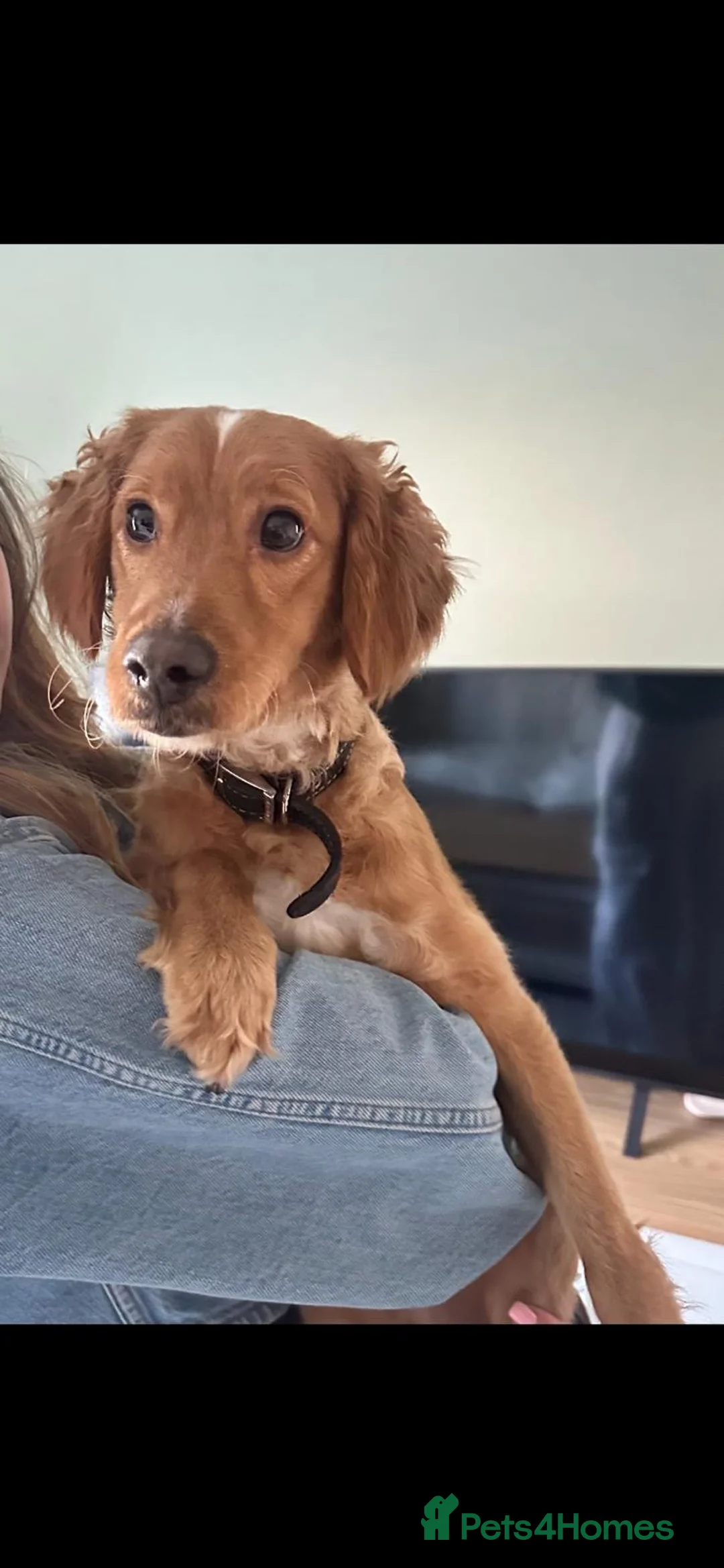 Cockapoo dogs for sale: 1 year old male cockapoo - Advert 2