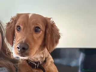 Cockapoo dogs 1 year old male cockapoo - Advert 7