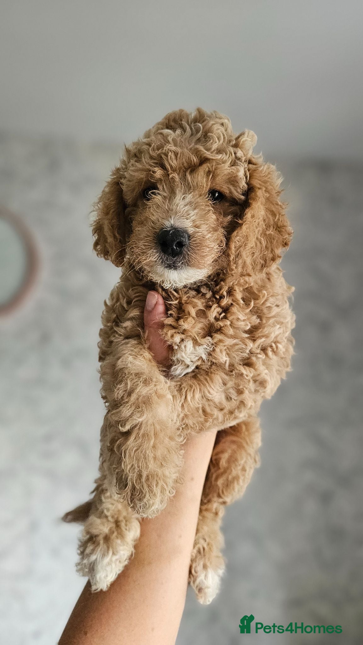 Mini Goldendoodle dogs Toy Goldendoodle Pups✨READY TO GO TO FOREVER HOMES - Advert 2