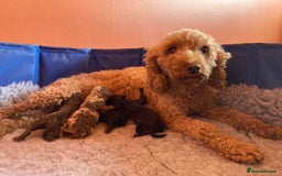 Cockapoo dogs for sale: Amazing Bundles of Joy  - Image 4
