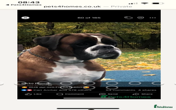 Boxer dogs for sale: Boxer puppies from Health Tested Parents  - Image 20