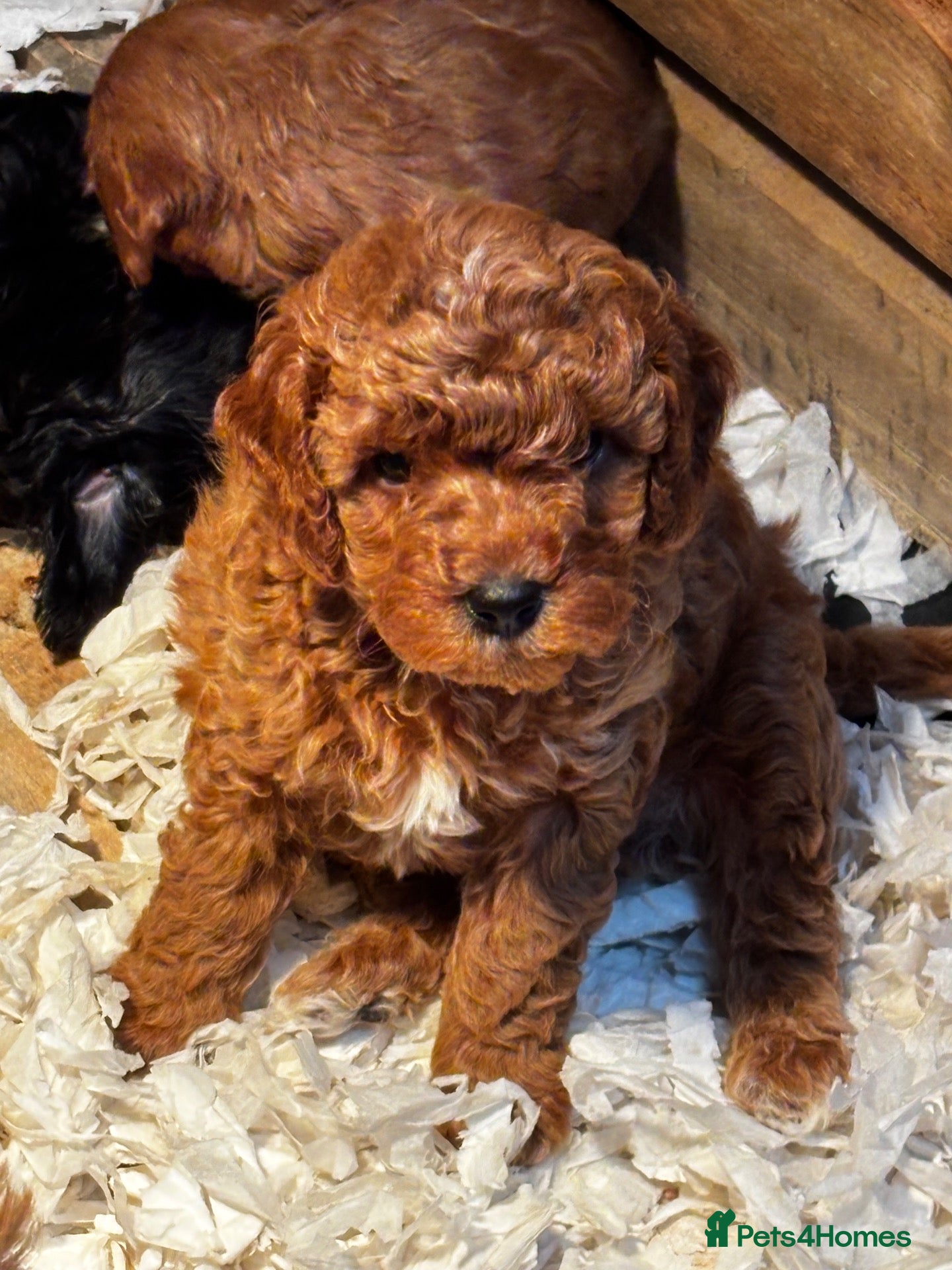 Cavapoo dogs Beautiful Cavapoos available  - Advert 2