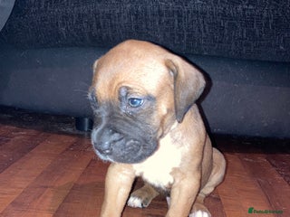 Mixed Breed dogs Mastiff x Staffy Puppies - Advert 2