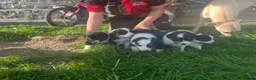 Border Collie dogs for sale: Beautiful Tri coloured collie puppies for sale - Advert 4