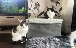 Mixed Breed cats for sale: 15 month old sisters  - Image 2