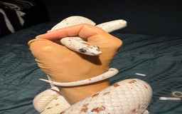 Corn Snake reptiles for sale: Rare Palmetto Corn Snake - Image 5