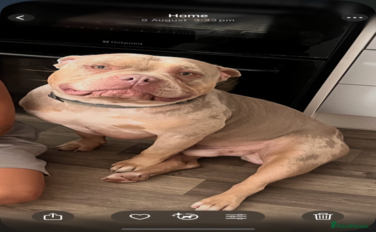 American Bully dogs - Advert 4