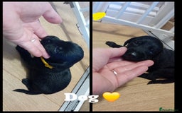 Mixed Breed dogs for sale: Greyhound x Bedlington terrior pups - Image 8