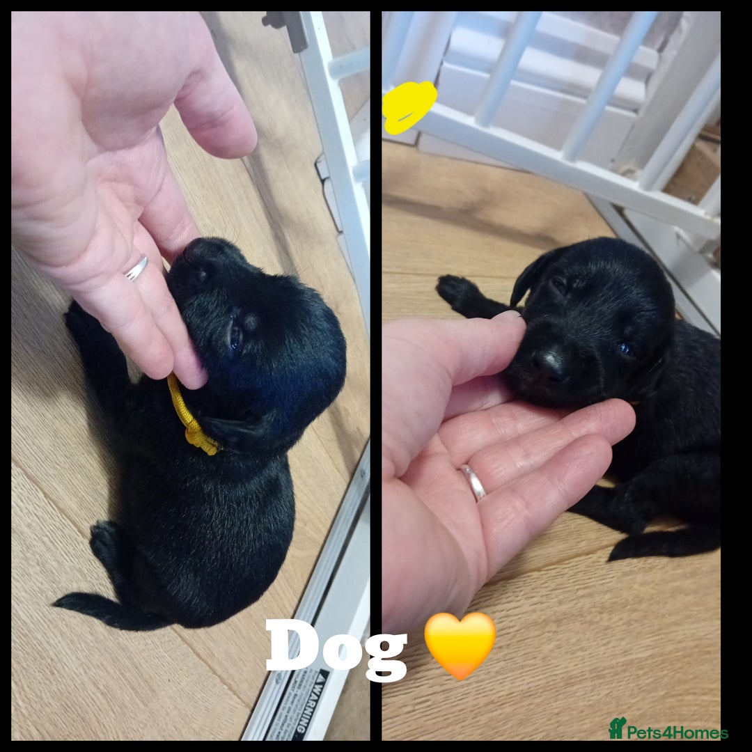 Mixed Breed dogs for sale: Greyhound x Bedlington terrior pups - Image 8